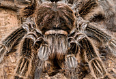 Chilean rose tarantula close-up