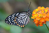 Common mime butterfly
