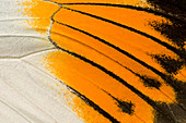 Giant orange-tip butterfly wing markings