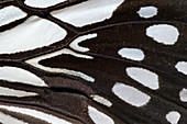 Wood nymph butterfly wing markings