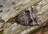 Svensson's copper underwing moth