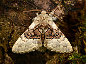 Nut-tree tussock moth