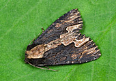 Bird's wing moth