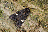 Dot moth