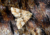 Dusky sallow moth