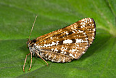 Bordered white moth