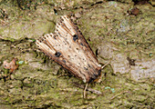 Flame moth