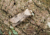 Shuttle-shaped dart moth