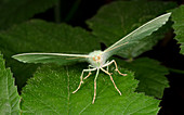 Large emerald moth