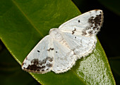 Clouded silver moth