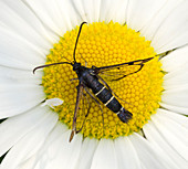 Current clearwing moth
