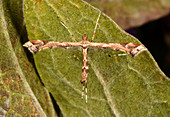 Beautiful Plume moth