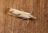 Pearl Grass-veneer moth
