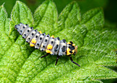 7-spot ladybird larva