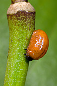 Lily beetle larva