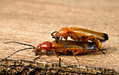 Soldier beetles mating