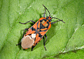 Ground bug Lygaeus saxatilis