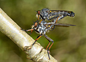 Kite-tailed robberflies mating