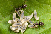 Black garden ants carrying larvae