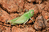 Grasshopper Aiolopus strepens nymph
