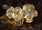 Yellow Slug egg cluster