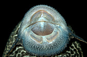 Common pleco or Suckermouth catfish