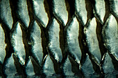 Cigar barb fish scales abstract