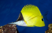 Yellow long-nosed butterflyfish