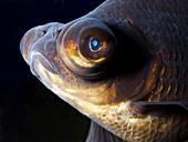 Black Moor fish