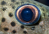 Leopard sailfin pleco eye abstract
