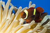 Maroon Clownfish