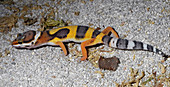 Western banded gecko