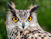Turkmenien eagle owl