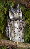 Southern white-faced scops owl