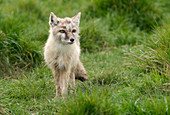 Corsac or Steppe fox