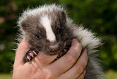 Domestic striped skunk