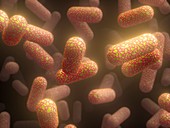 E. coli bacteria,illustration