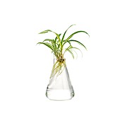 Spider plant rooting