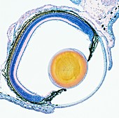 Frog eye,light micrograph