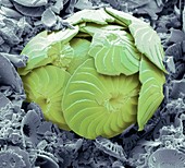 Coccolithophore shell,SEM