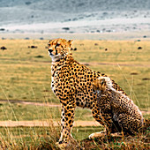 Cheetahs,Kenya