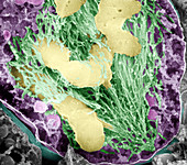 Dividing pollen cell,SEM
