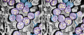 Dividing pollen cells,stereoscopic SEM
