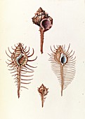 Aranea seashells,19th century
