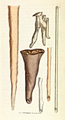 Calcium carbonate stalactites,1802