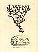 Dendritic copper mineral,1803