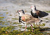 A flock of Southern Lapwings