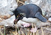 A Rockhopper Penguin