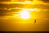 A Wandering Albatross