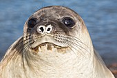 Southern Elephant Seal